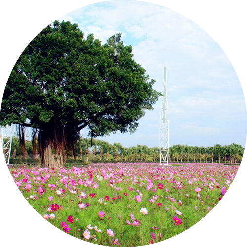 花1